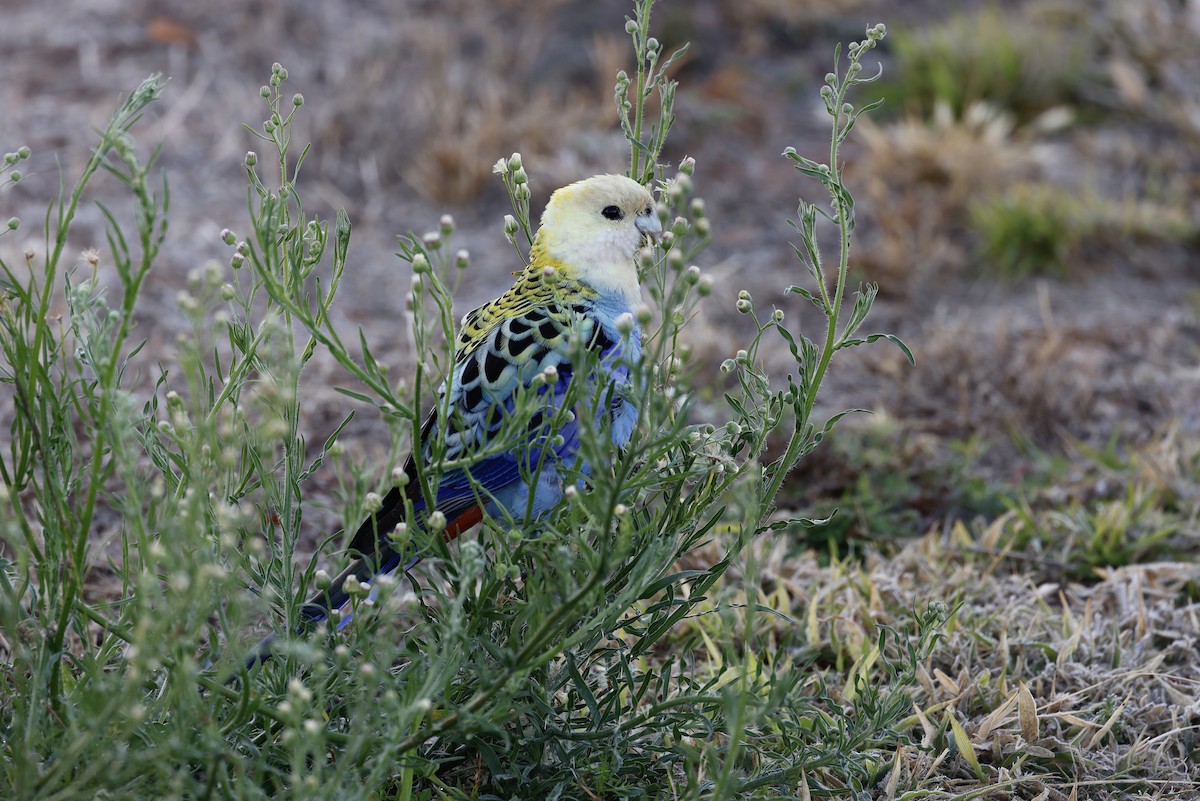 Pale-headed Rosella - ML586767381