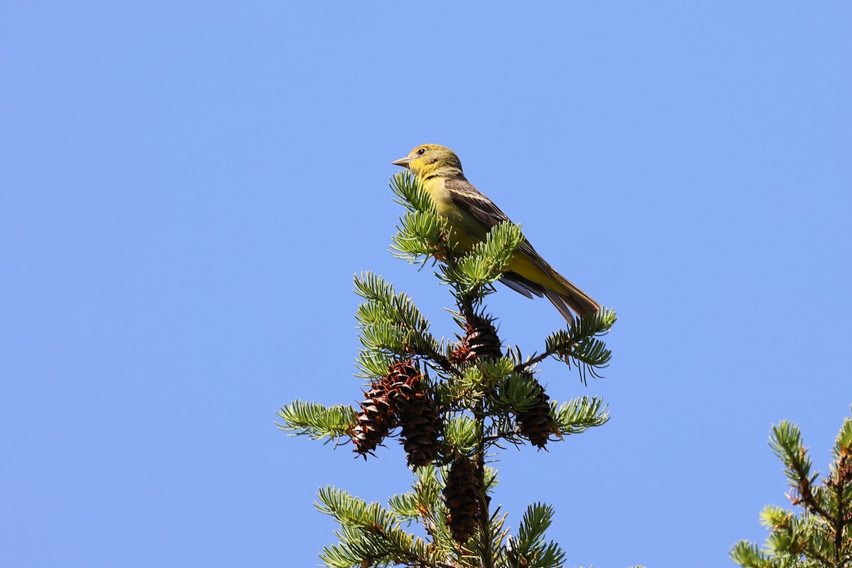 Western Tanager - ML586767951