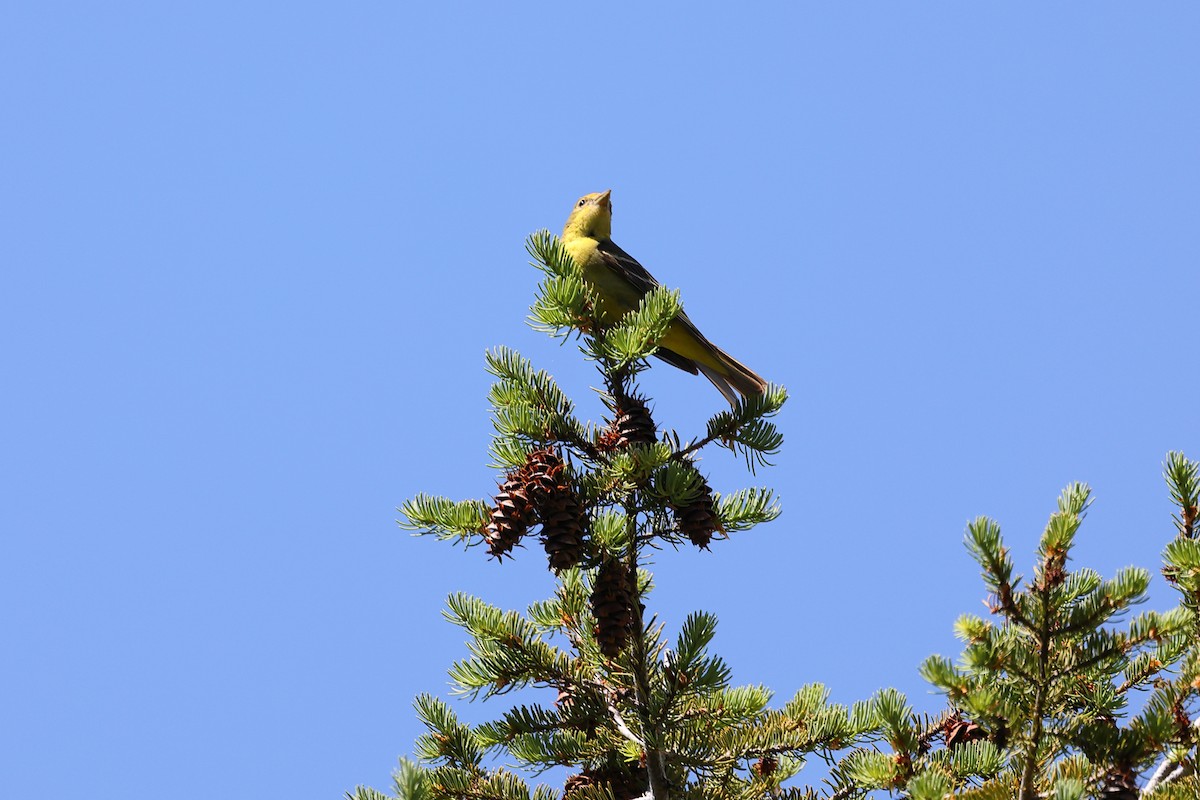 Western Tanager - ML586767961