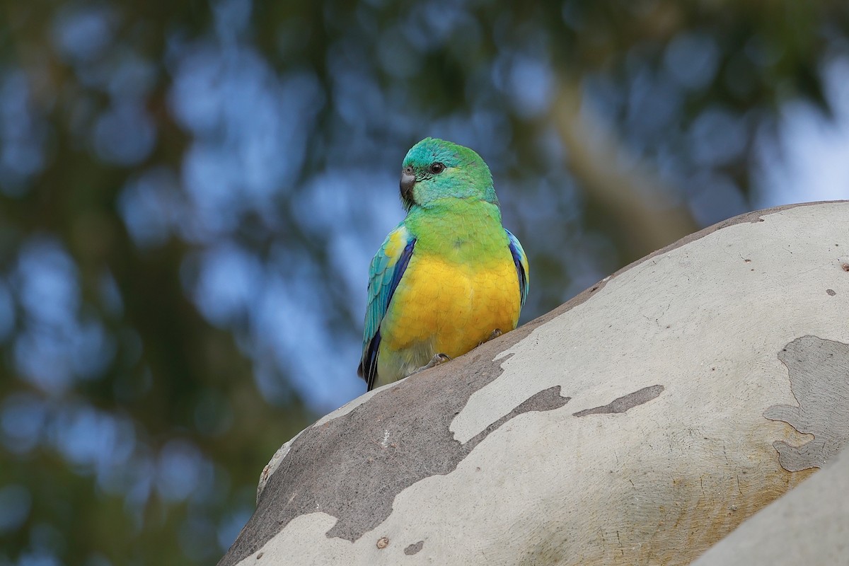 Red-rumped Parrot - ML586768091