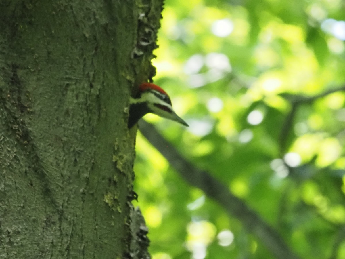 Pileated Woodpecker - ML586768241