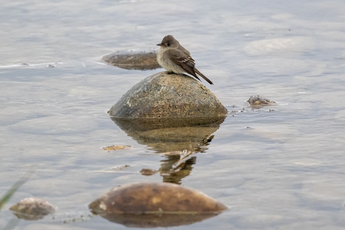 Western Wood-Pewee - ML586770291