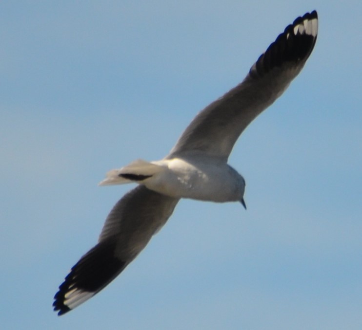 Andean Gull - ML586771091