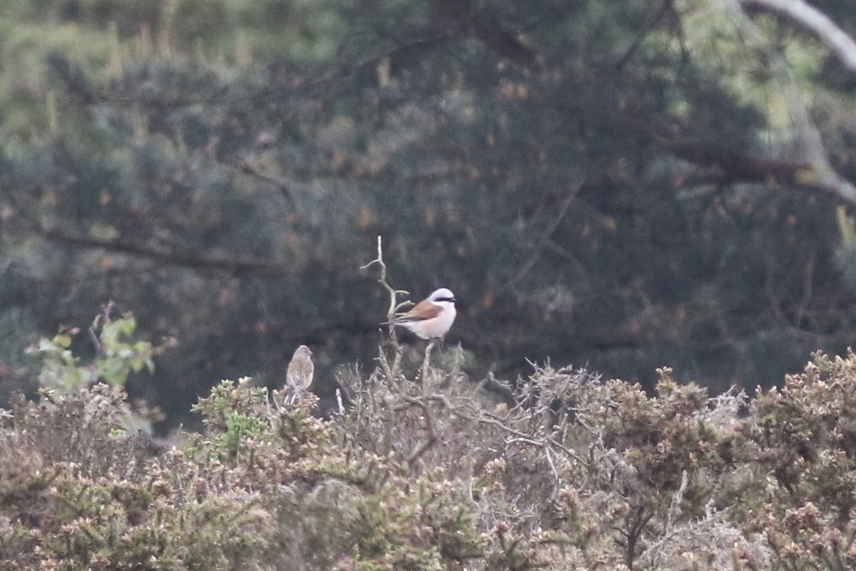 Red-backed Shrike - Milton Collins