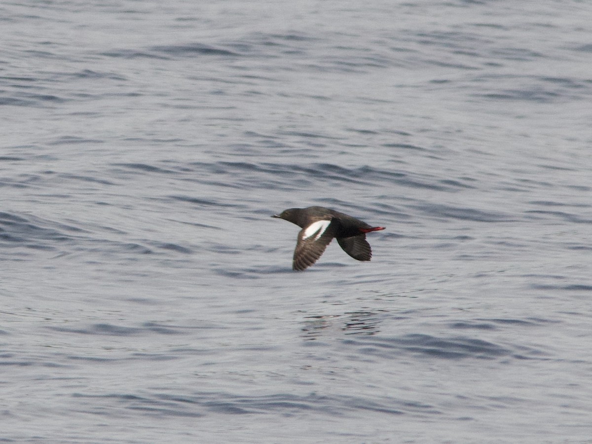 Pigeon Guillemot - ML586772651