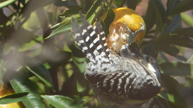 White-fronted Woodpecker - ML586773271