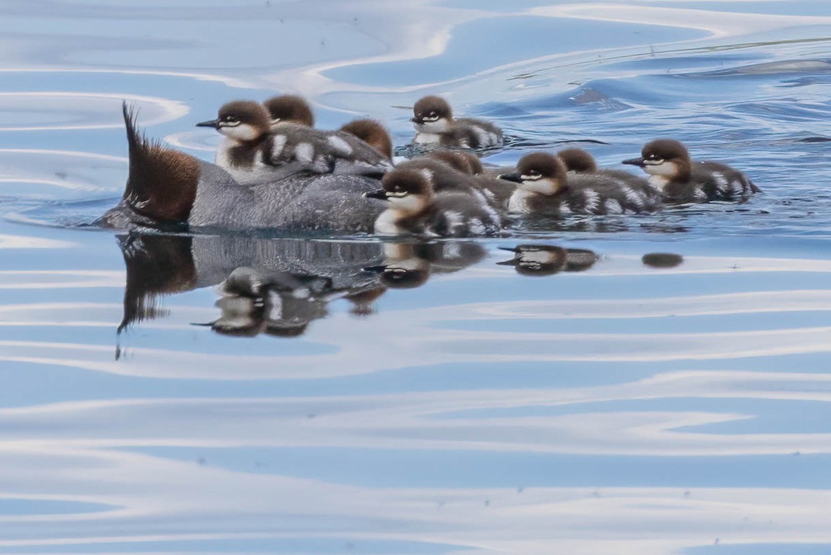 Common Merganser - ML586773661