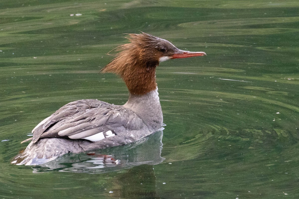 Common Merganser - ML586773671