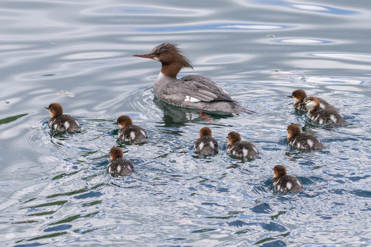 Common Merganser - ML586773681