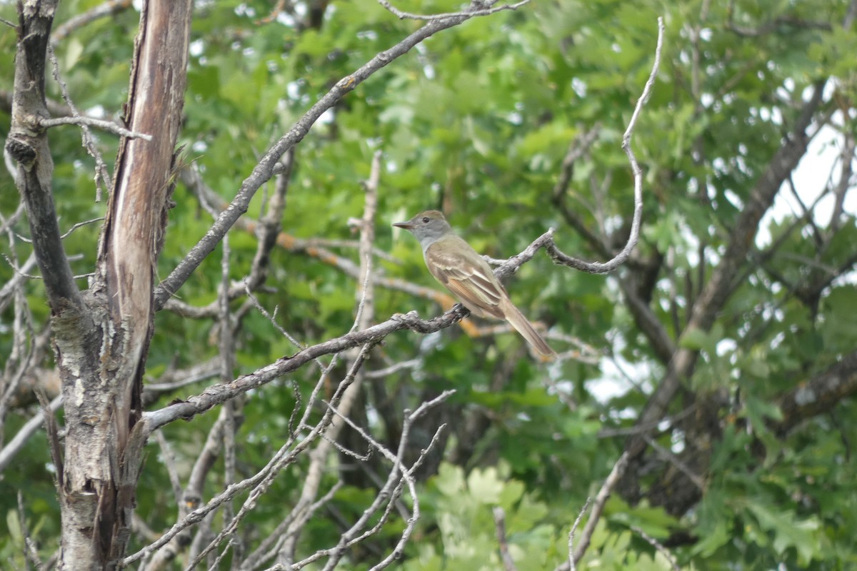 Great Crested Flycatcher - ML586774091