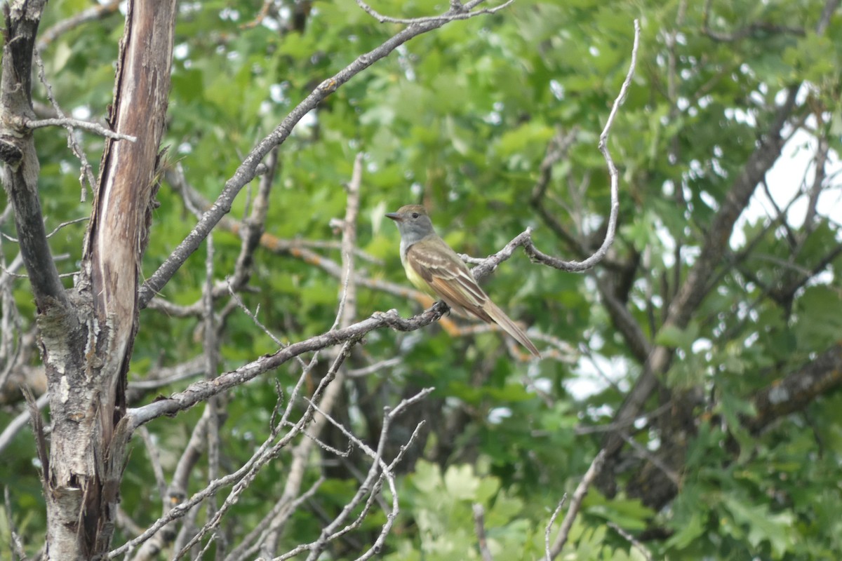 Great Crested Flycatcher - ML586774231