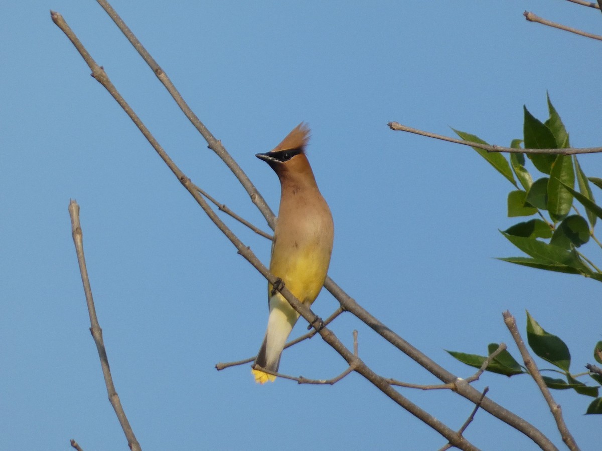 Cedar Waxwing - ML586775351