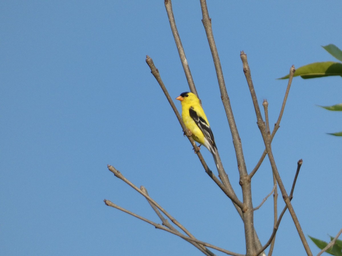American Goldfinch - ML586775471