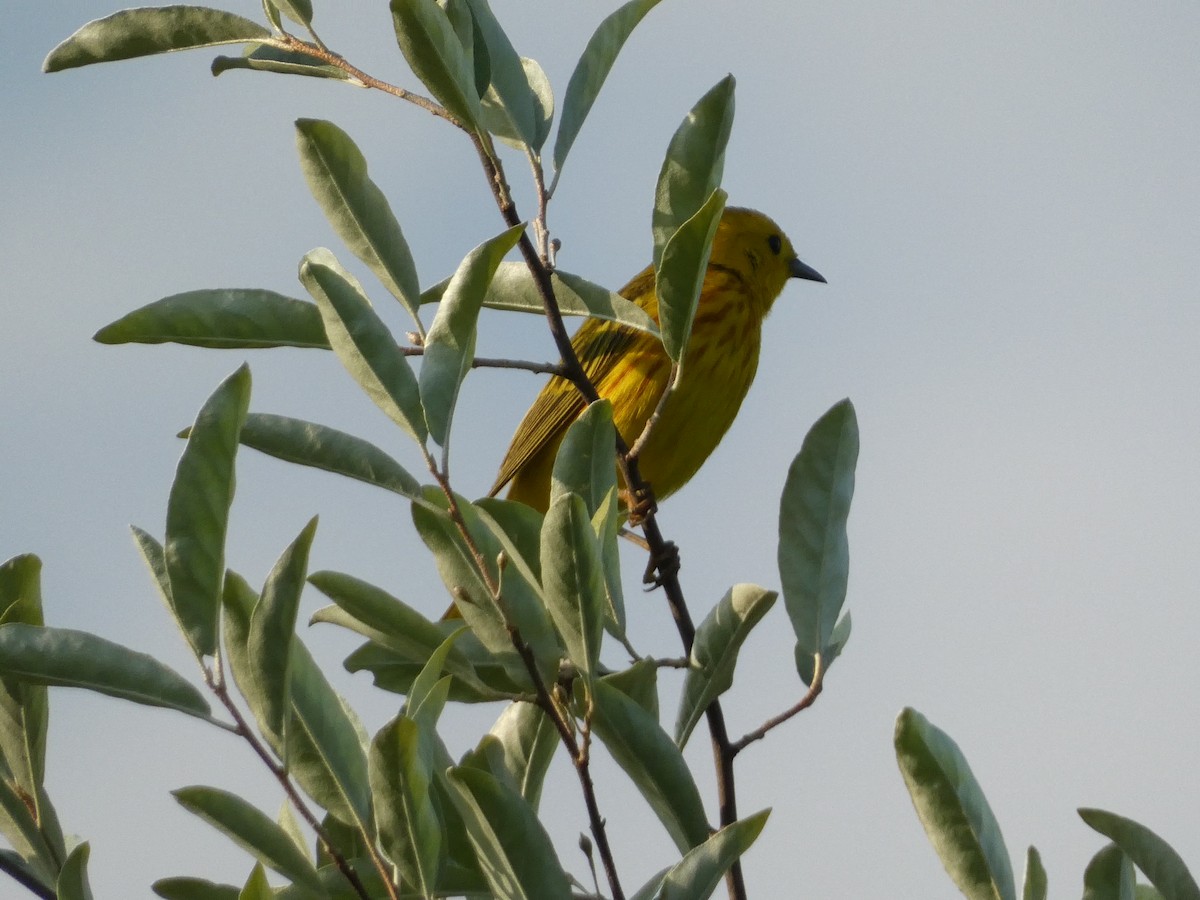 Yellow Warbler (Northern) - ML586775771