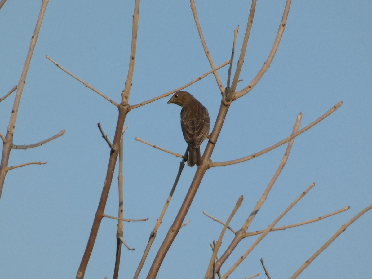 Brown-headed Cowbird - ML586775871
