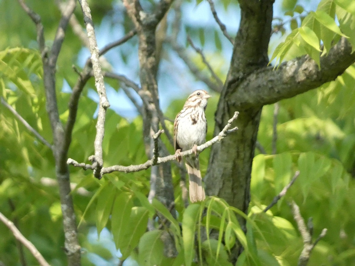 Song Sparrow - ML586776121