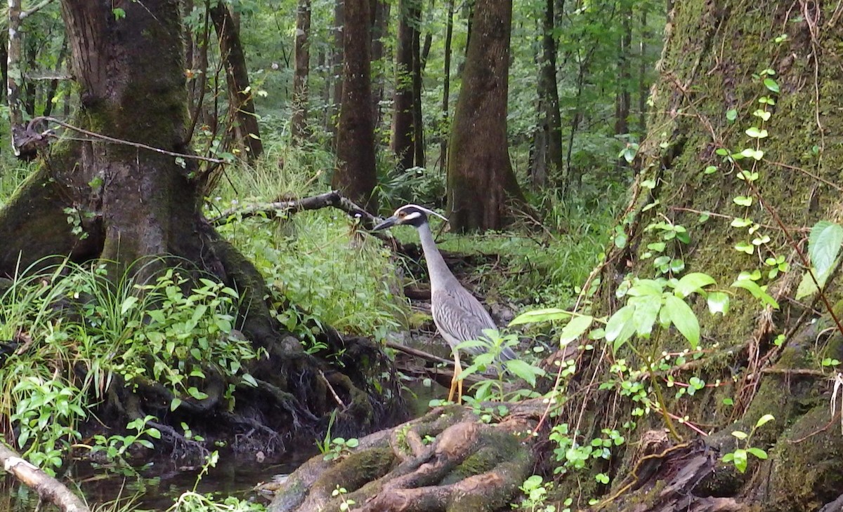 Yellow-crowned Night Heron - ML586776701