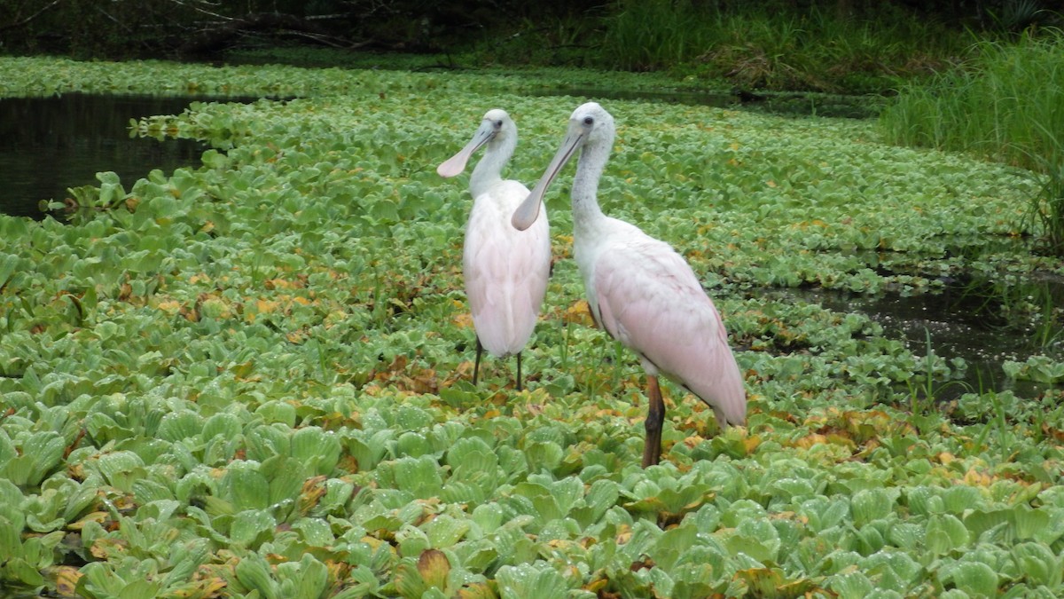 Rosalöffler - ML586776761