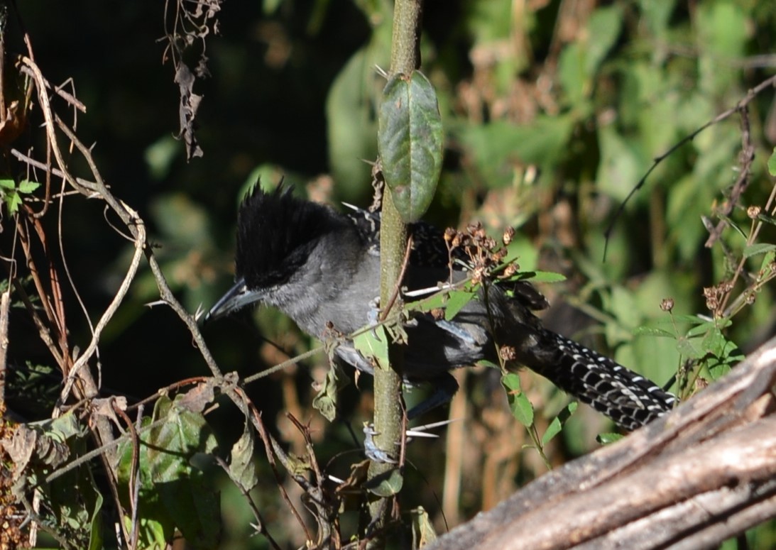 Giant Antshrike - ML586777161