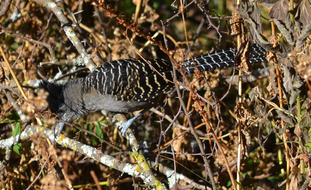 Giant Antshrike - ML586777171