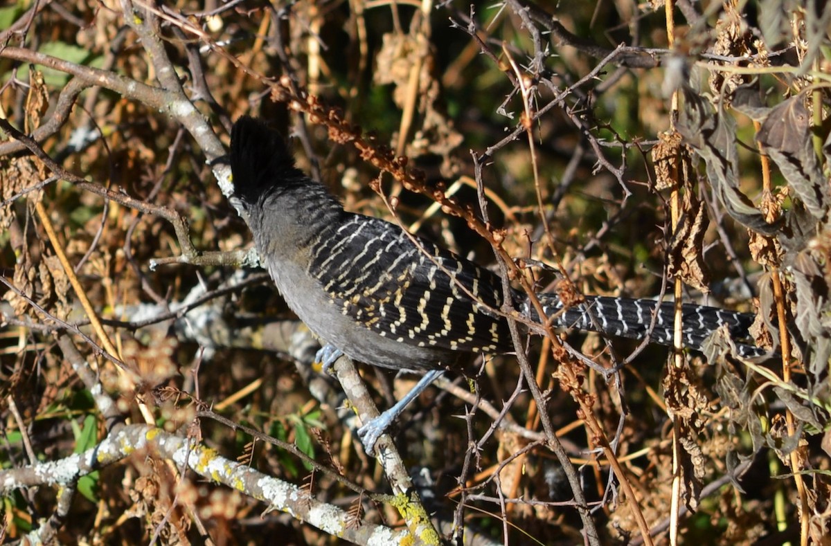 Giant Antshrike - ML586777211