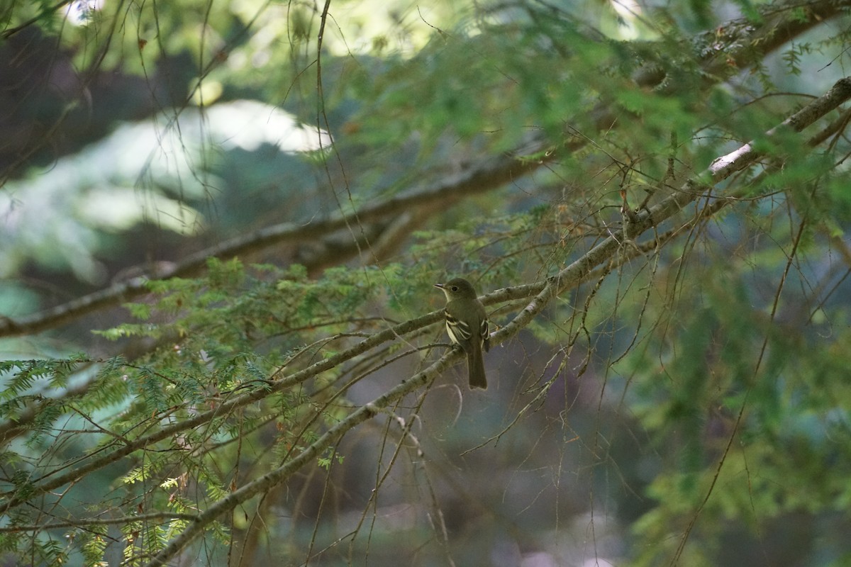 Acadian Flycatcher - ML586777291