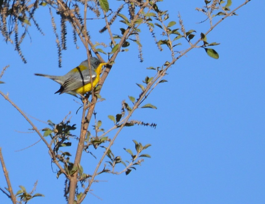 Tropical Parula - ML586777381