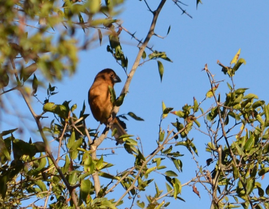 Ultramarine Grosbeak - ML586777451