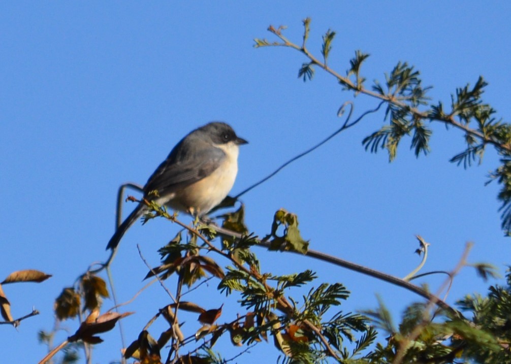Black-capped Warbling Finch - ML586777531