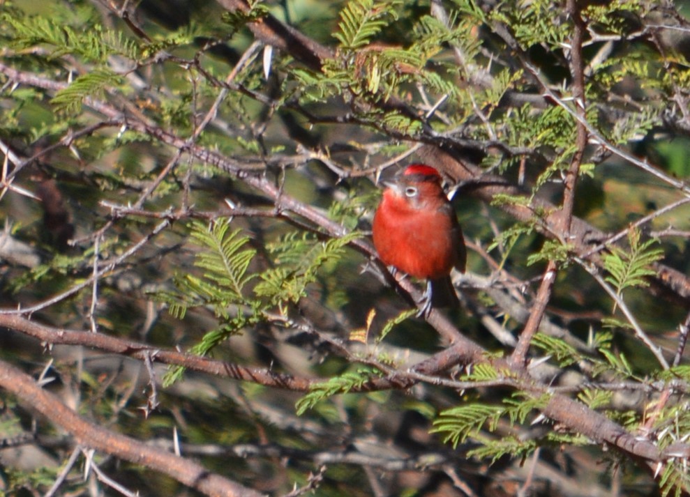 Red-crested Finch - ML586777591