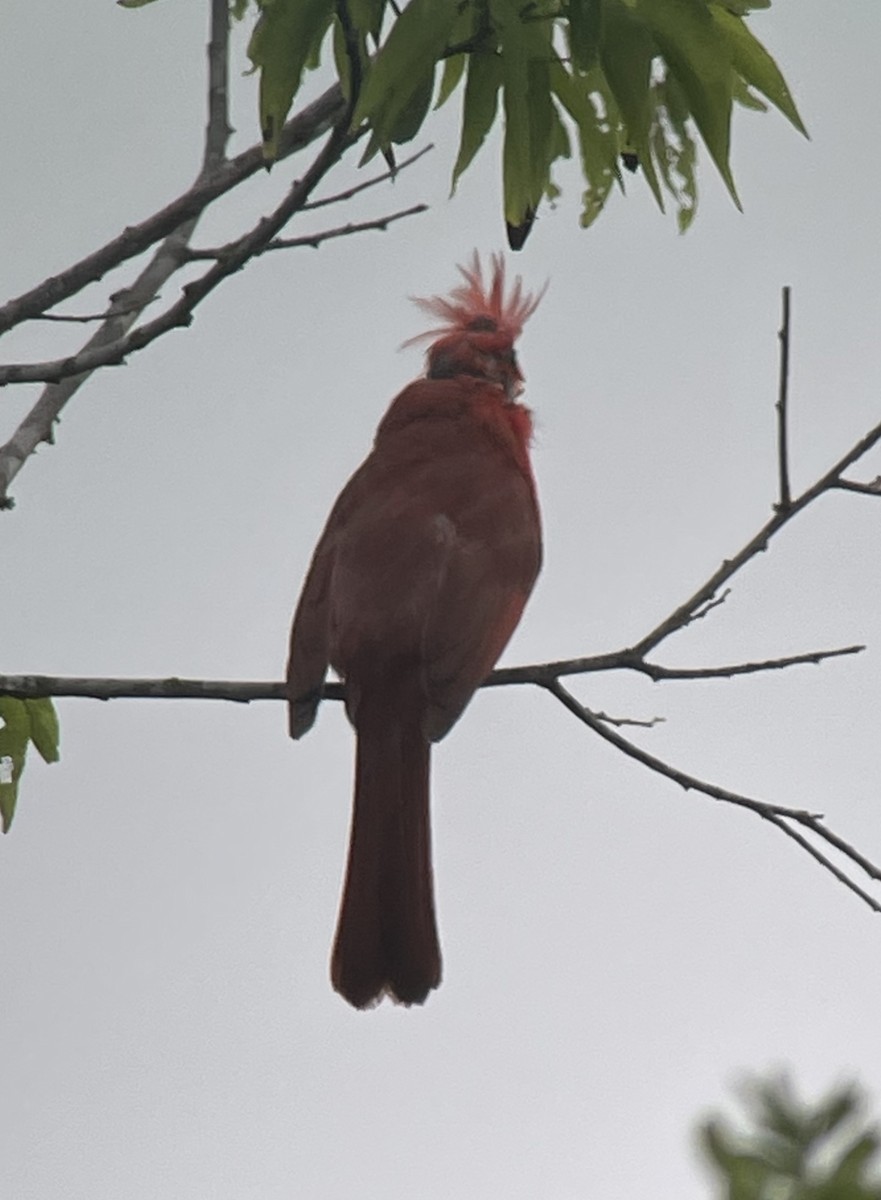 Northern Cardinal - ML586779451