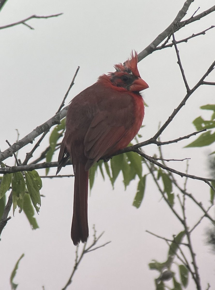 Northern Cardinal - ML586779471