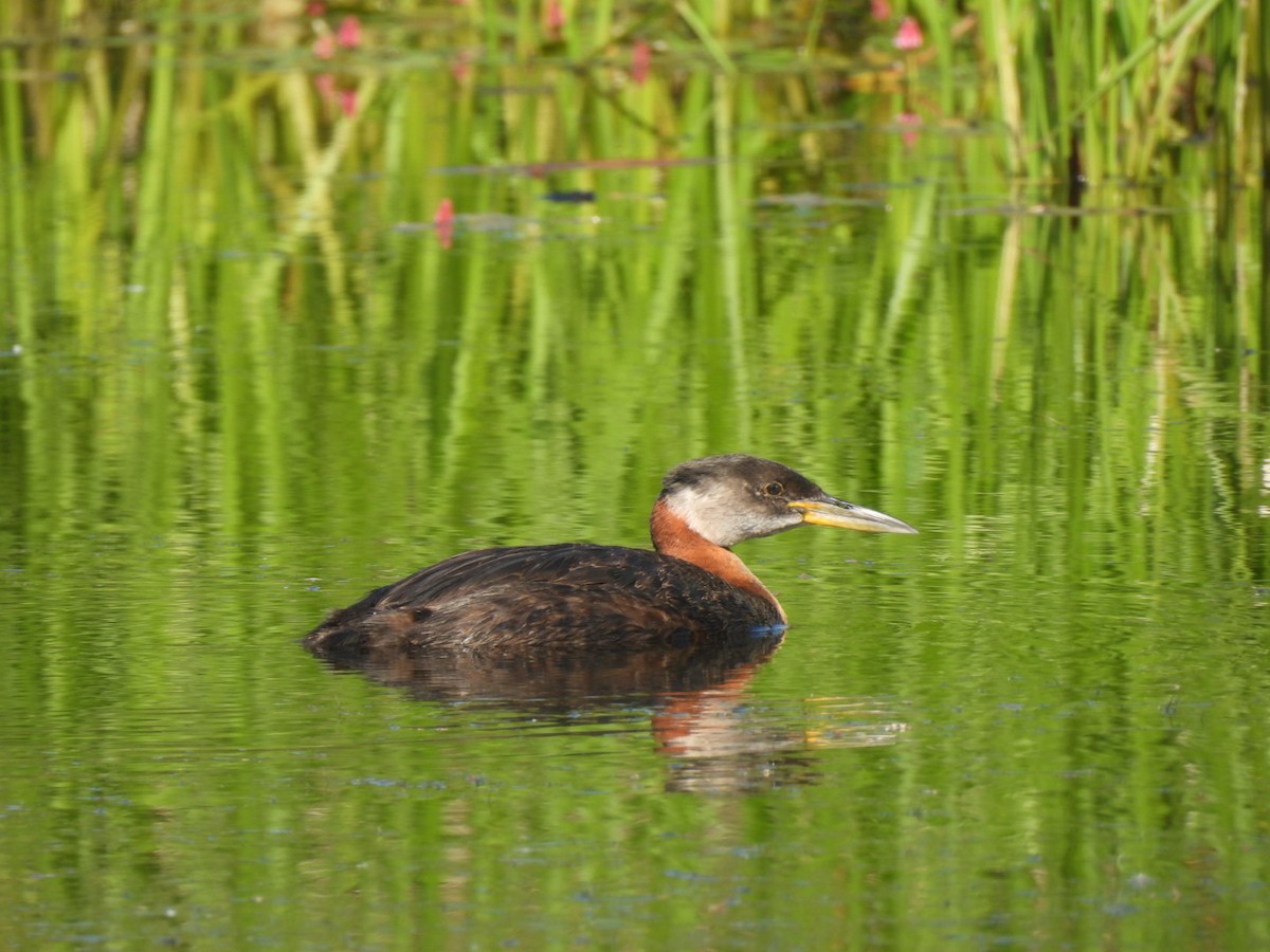 Red-necked Grebe - Sandy and Randy Reed