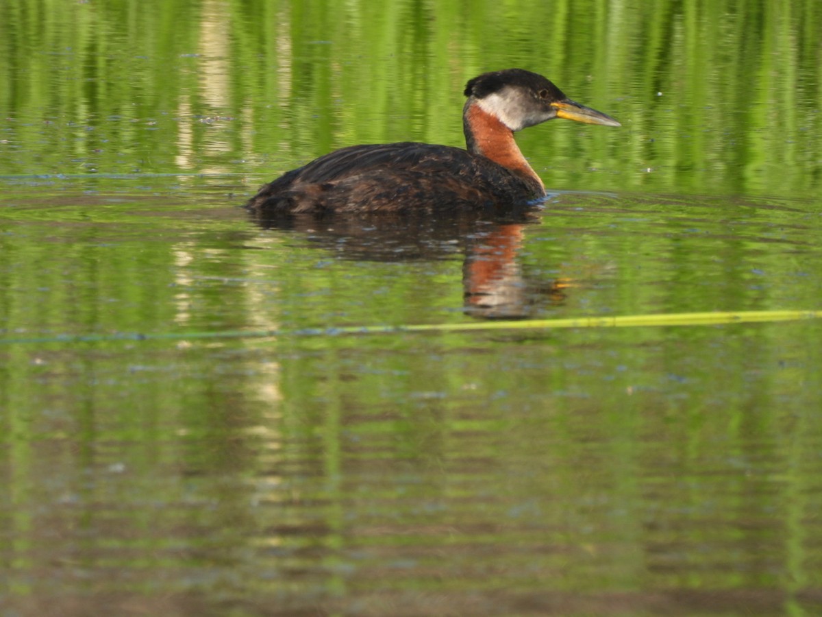 Red-necked Grebe - Sandy and Randy Reed