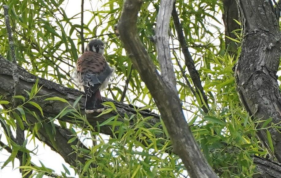 American Kestrel - ML586781941