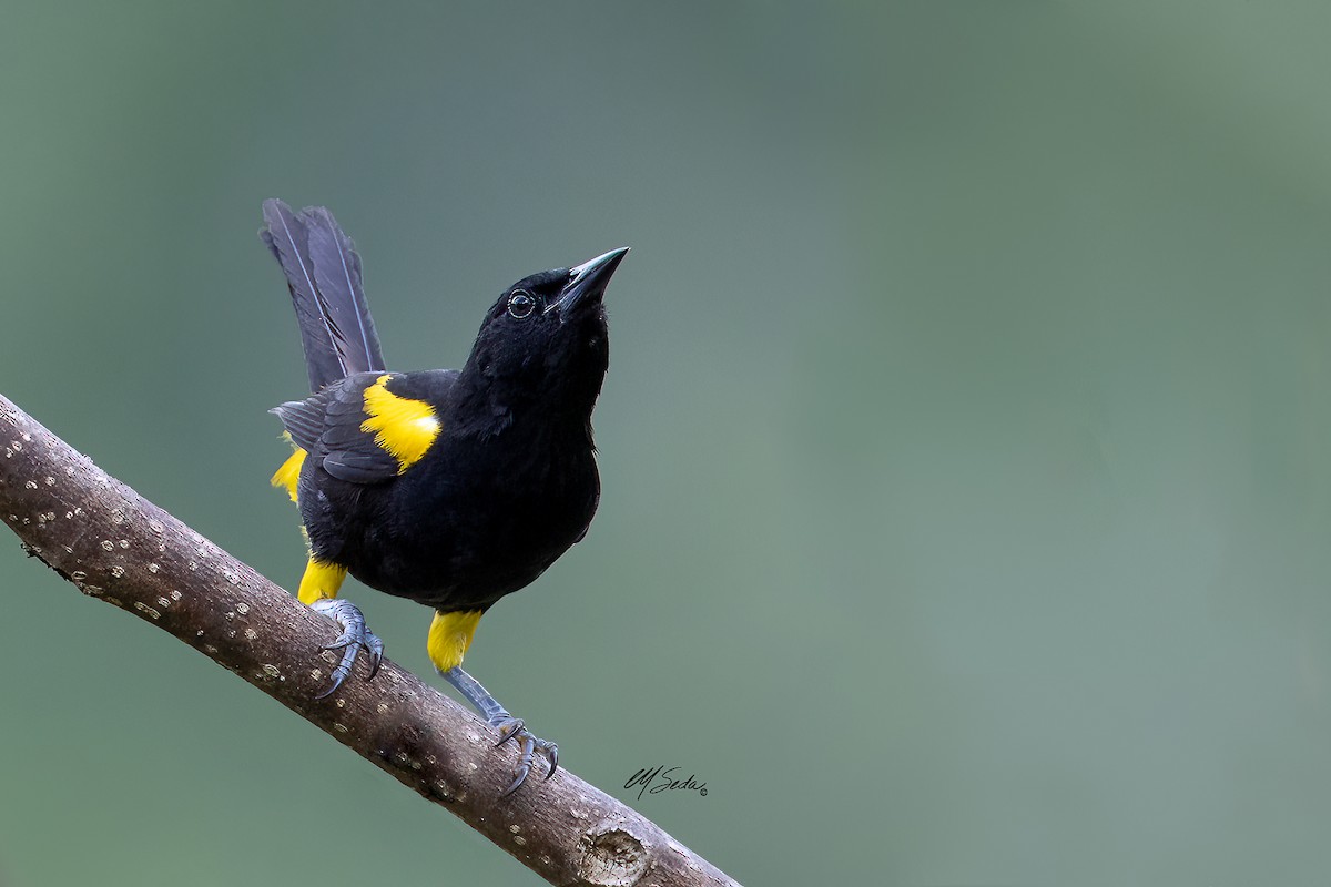 Puerto Rican Oriole - ML586781971