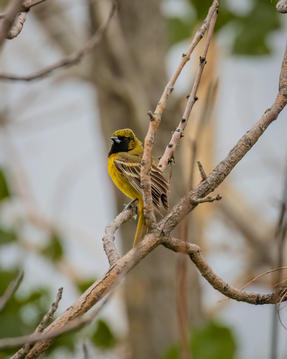 Orchard Oriole - ML586782261