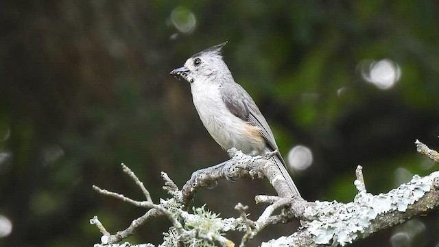 Tufted x Black-crested Titmouse (hybrid) - ML586782411