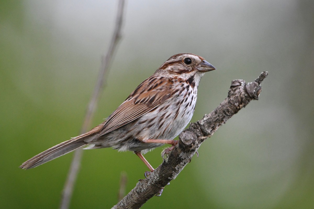 Song Sparrow (melodia/atlantica) - Dan O'Brien