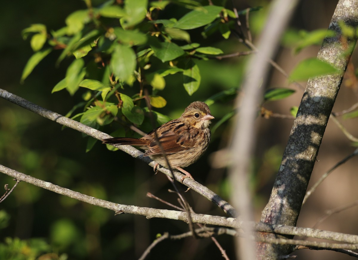 Song Sparrow - Robert Dixon