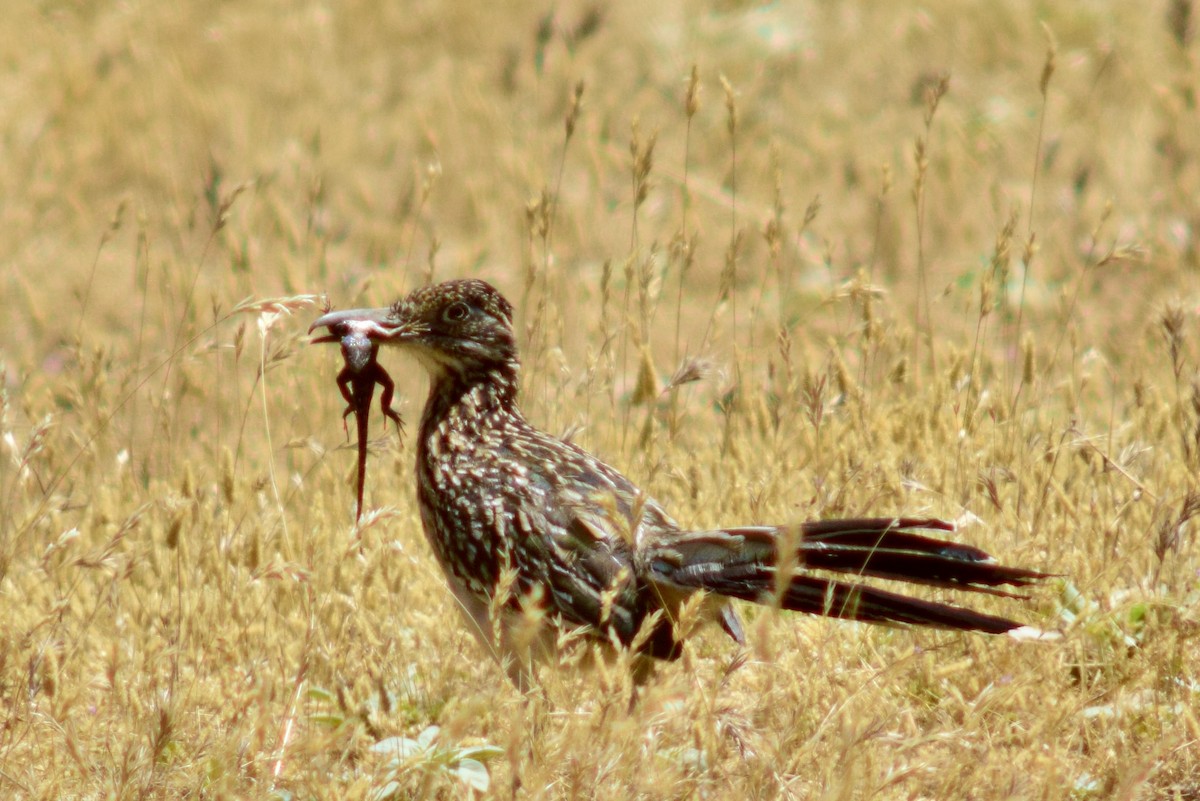 Greater Roadrunner - ML586783521