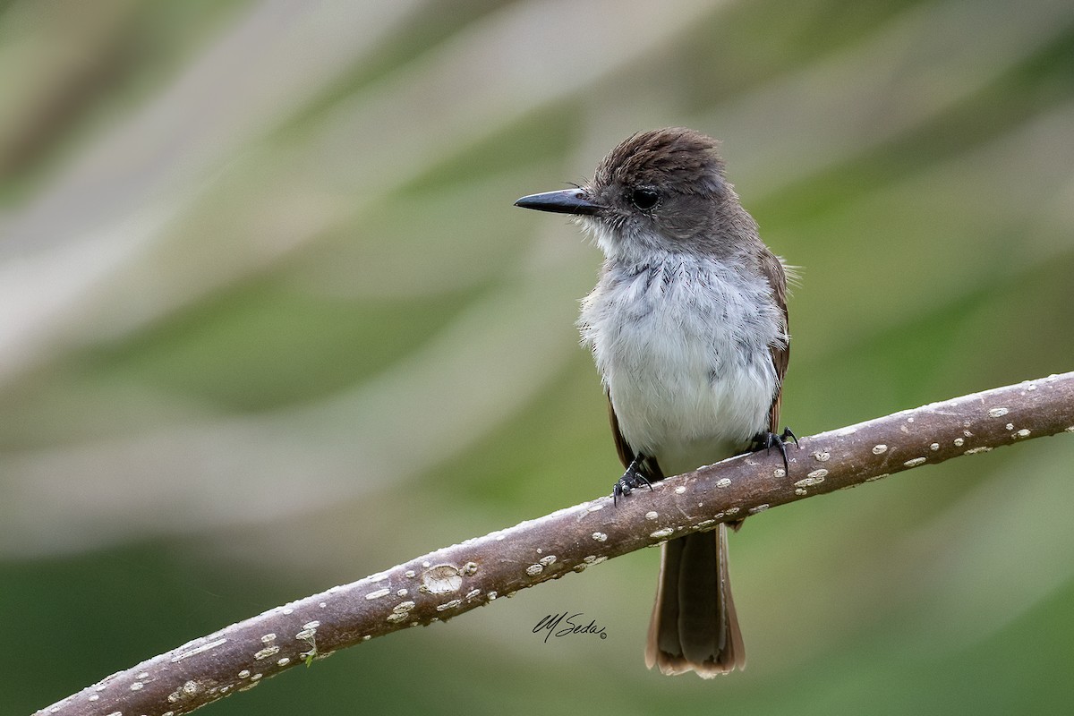 Puerto Rican Flycatcher - ML586783611