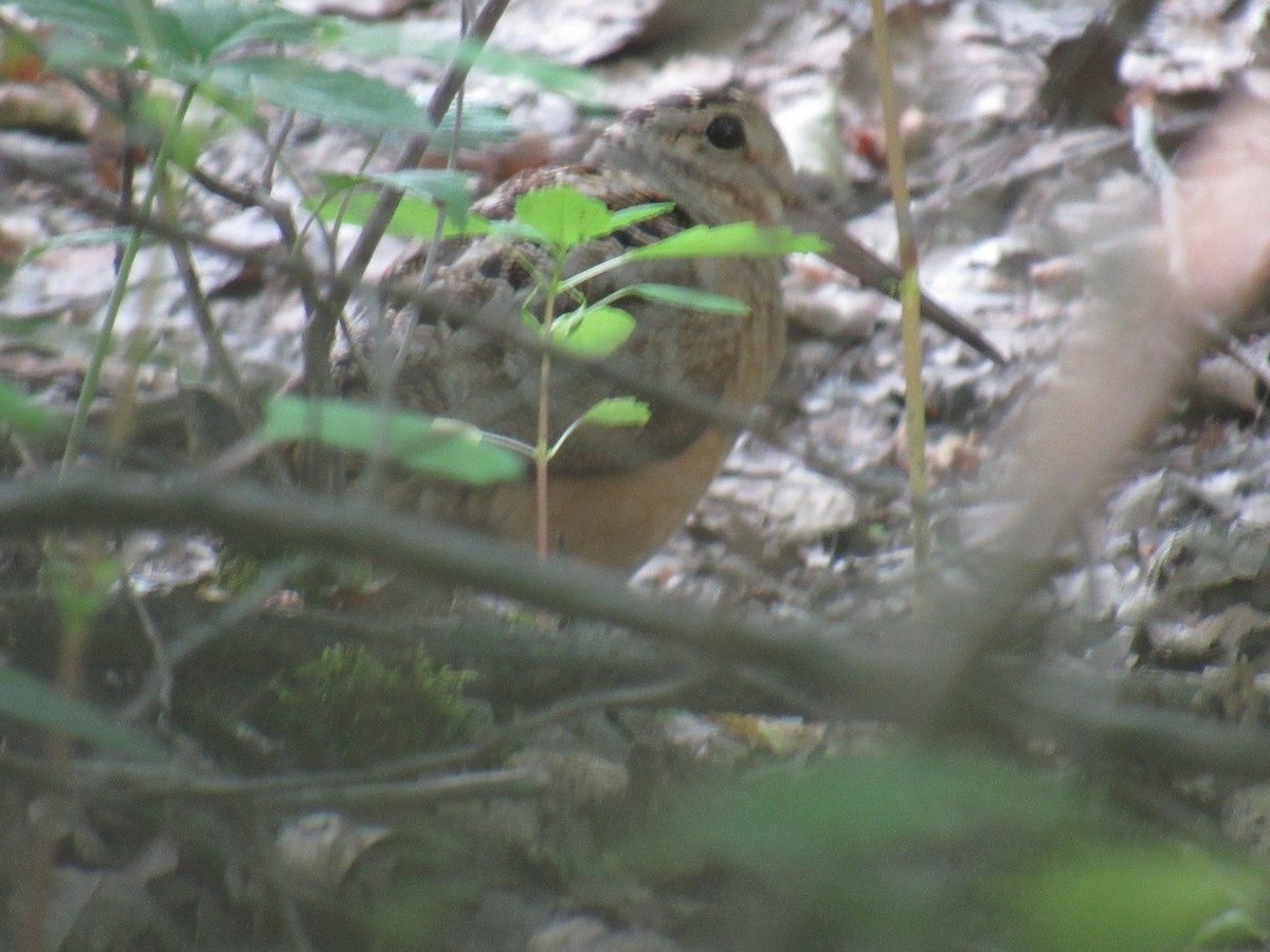 American Woodcock - ML586783991