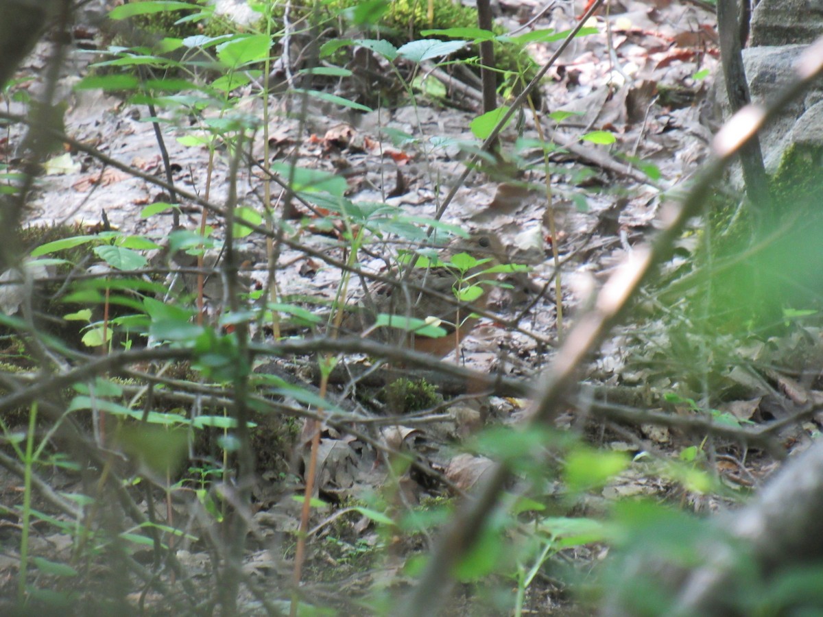 American Woodcock - ML586784001