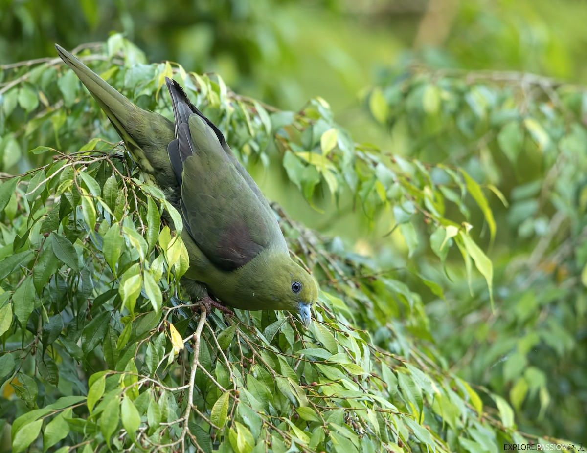 Wedge-tailed Green-Pigeon - ML586784971