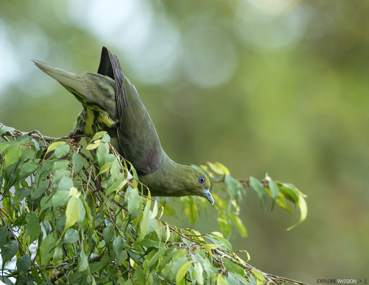 Wedge-tailed Green-Pigeon - ML586784981