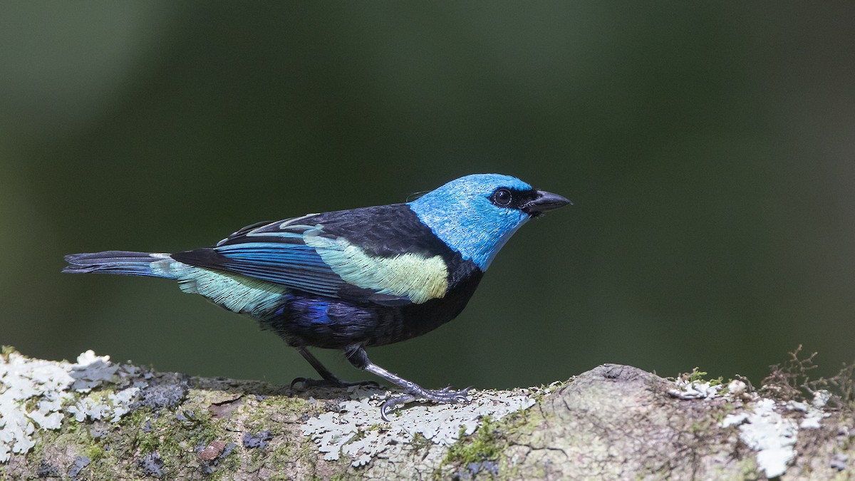 Blue-necked Tanager - ML586785771