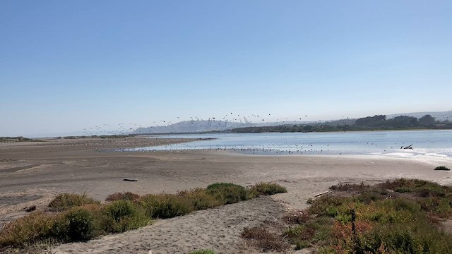 Black-necked Stilt - ML586786131