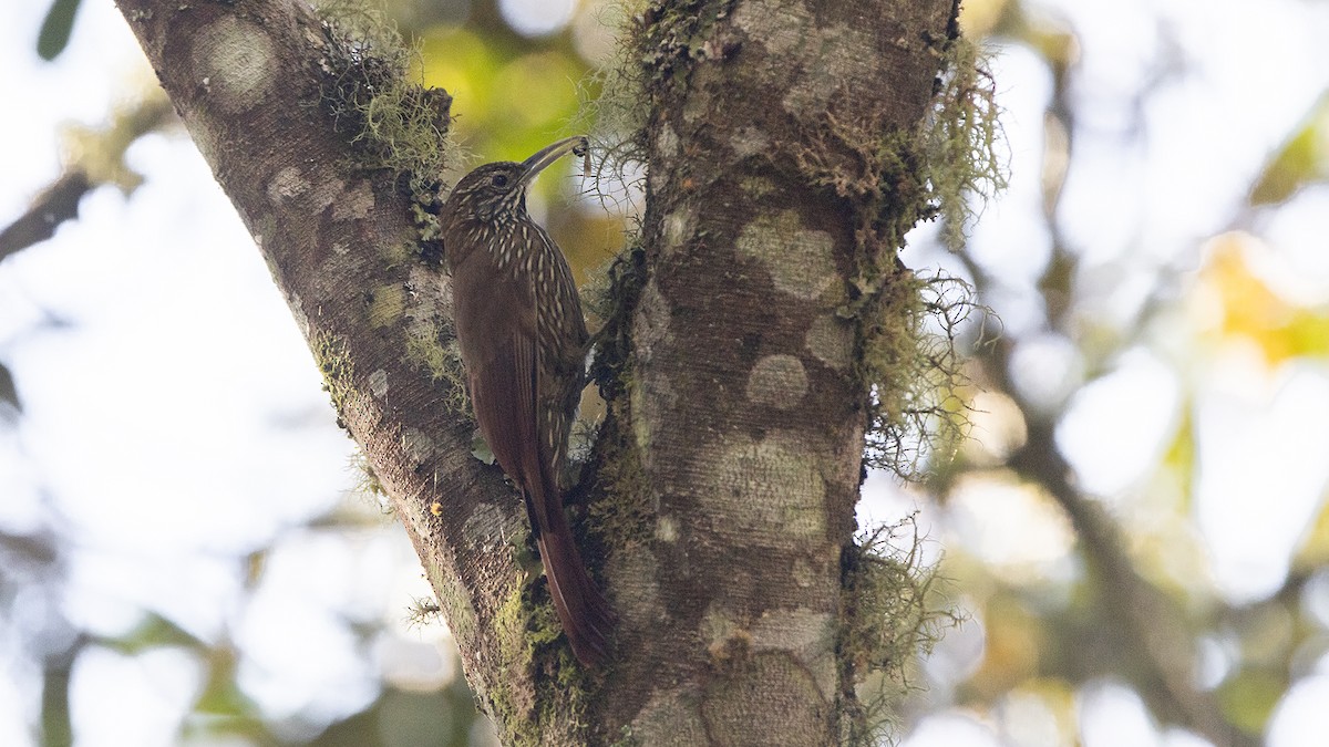 Montane Woodcreeper - ML586786431