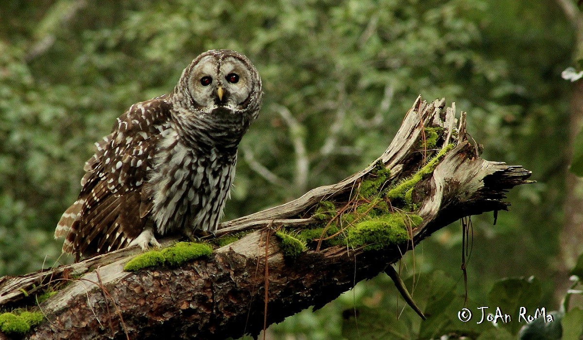 Cinereous Owl - ML58678671